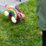 A chihuahua in a rainbow costume